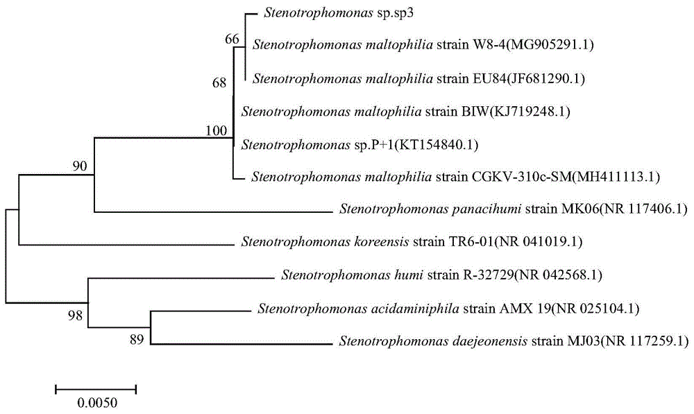 寡养单胞菌、包含其的组合物以及应用的制作方法