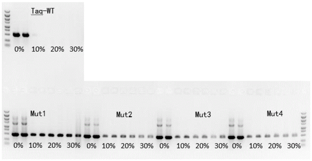 一种Taq DNA聚合酶突变体及其应用的制作方法
