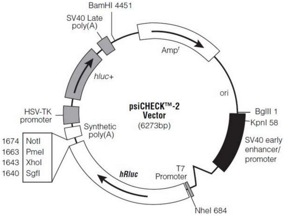 一种基于miRNA137调节DAT基因表达的方法与流程