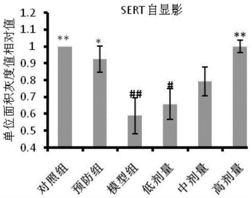 中药复方制剂在制备用于调节修复甲基苯丙胺引起的多巴胺转运体含量下降的药物中的应用的制作方法