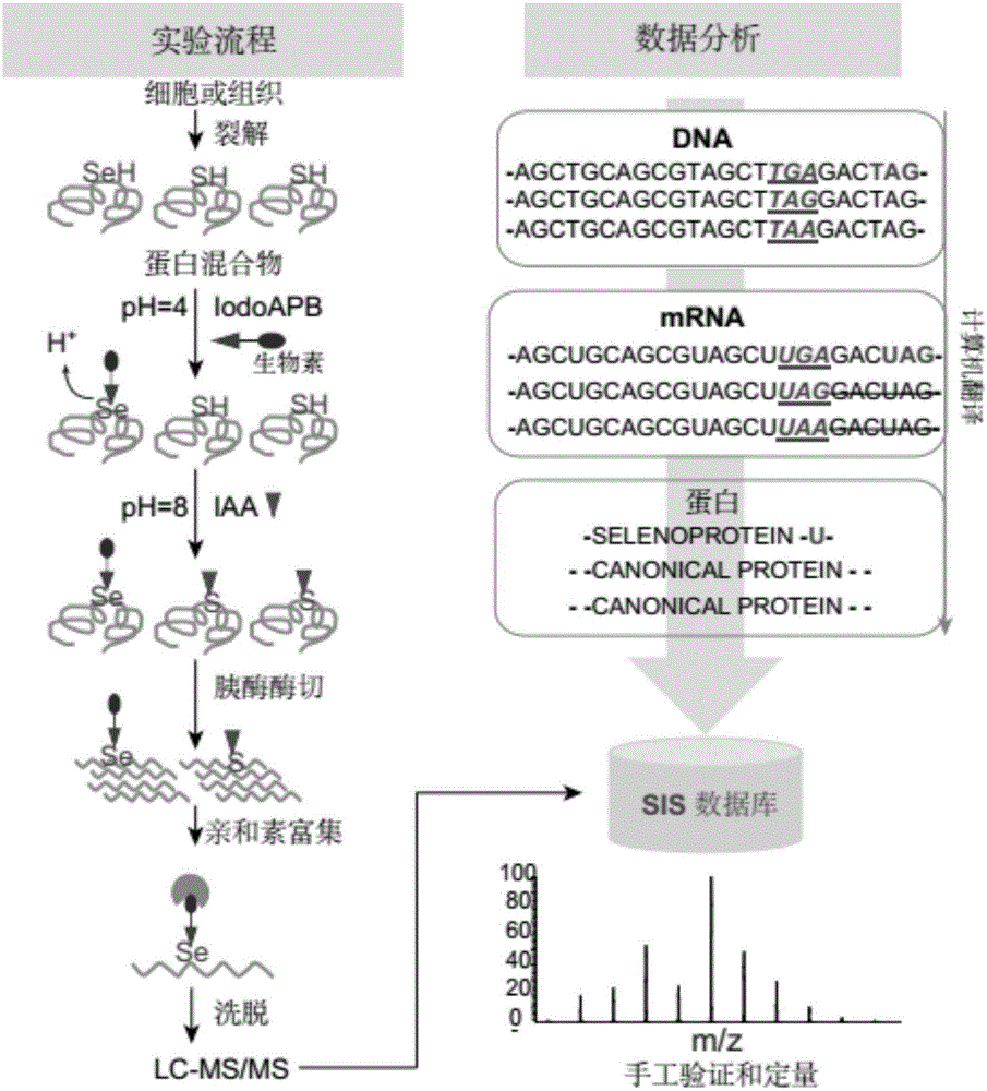 对硒代半胱氨酸进行修饰的方法及其应用与流程