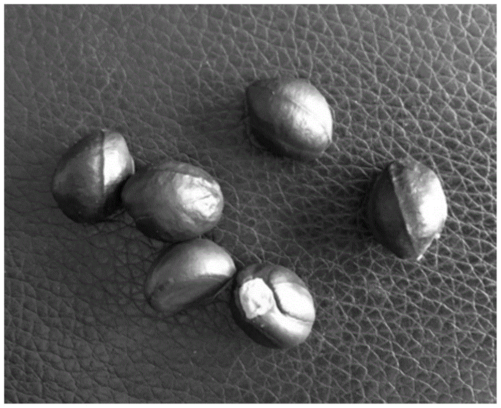一种浙江安息香离体胚诱导丛生芽快速繁殖方法与流程