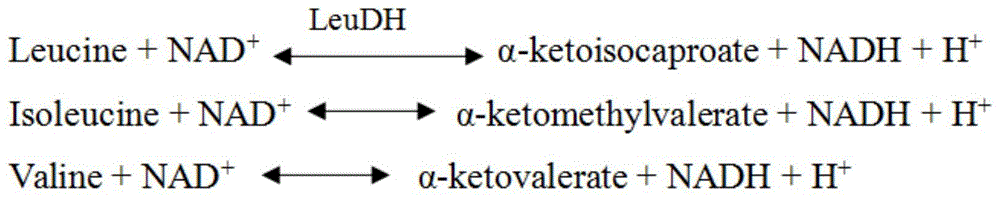一种酶法检测支链氨基酸含量的方法及其应用与流程
