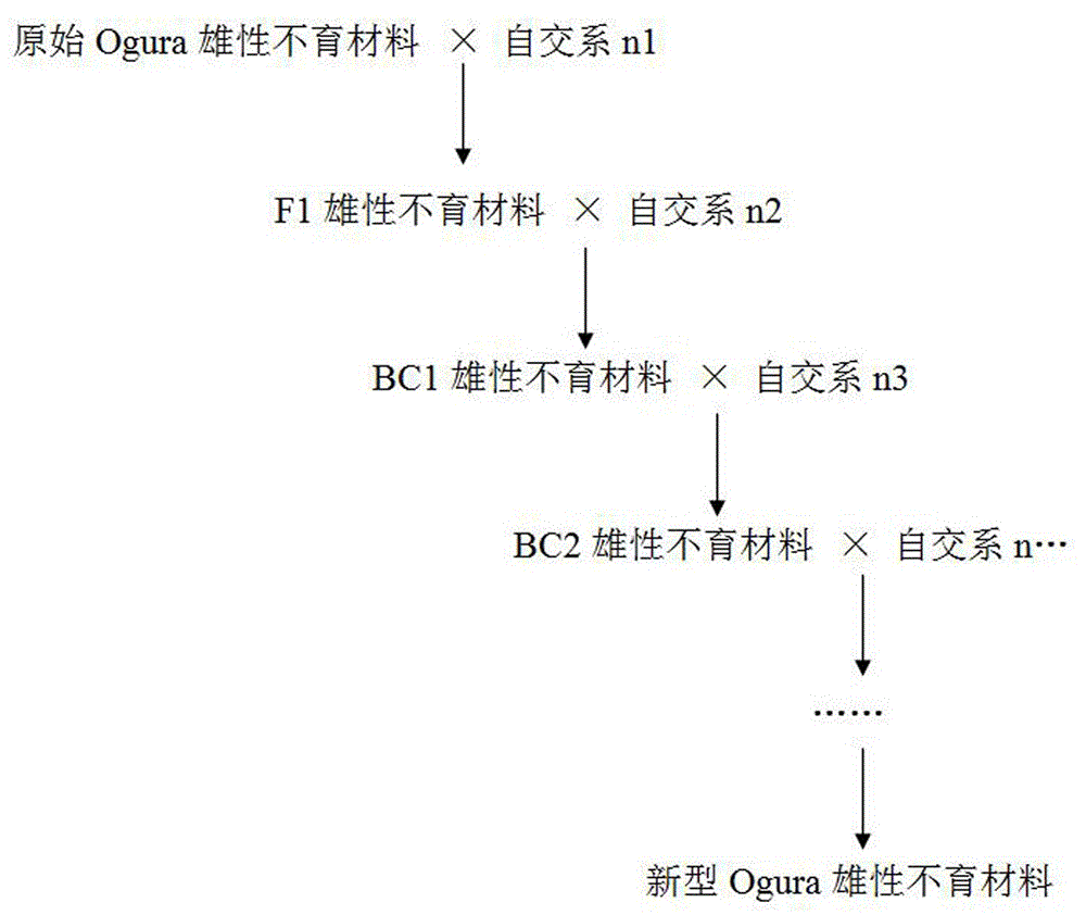 一种大白菜细胞质雄性不育材料的改良方法与流程