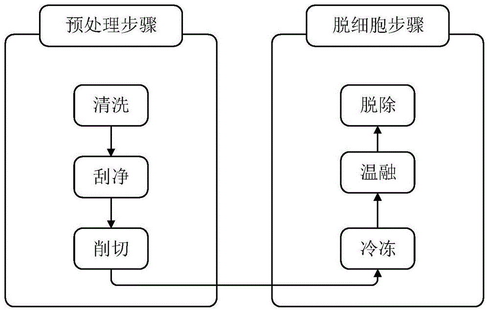 哺乳动物角膜的脱细胞方法与流程