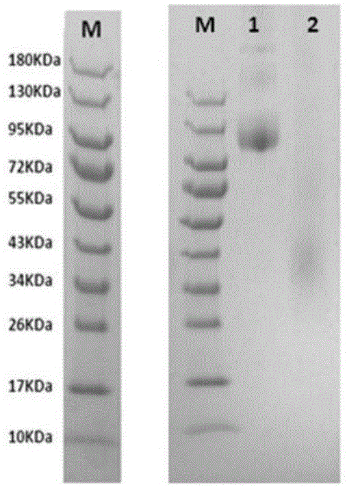 人源化抗CD47单克隆抗体及其应用的制作方法