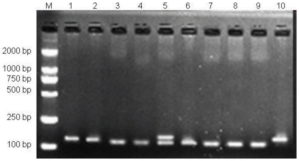 PRL基因5’调控区位点与鸡种睾丸性状相关性的检测方法及应用与流程