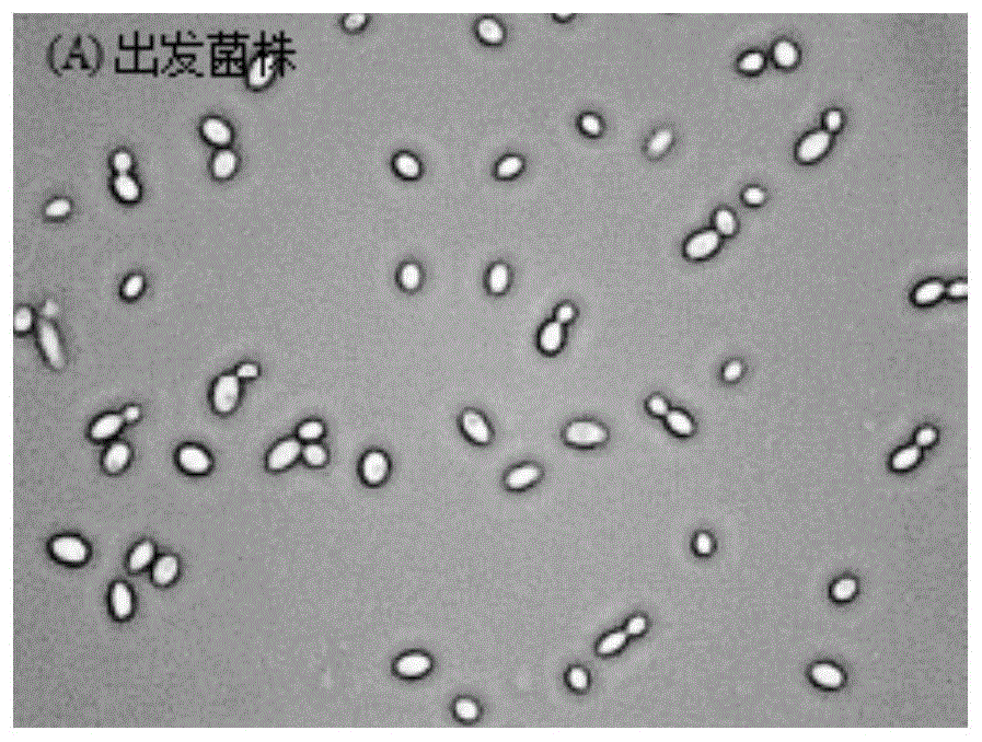 一种产D-阿拉伯糖醇的菌株及其应用的制作方法