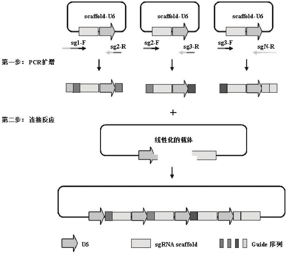 重组构建包含串联的靶向不同基因组位点的n个sgrna的表达载体的方法