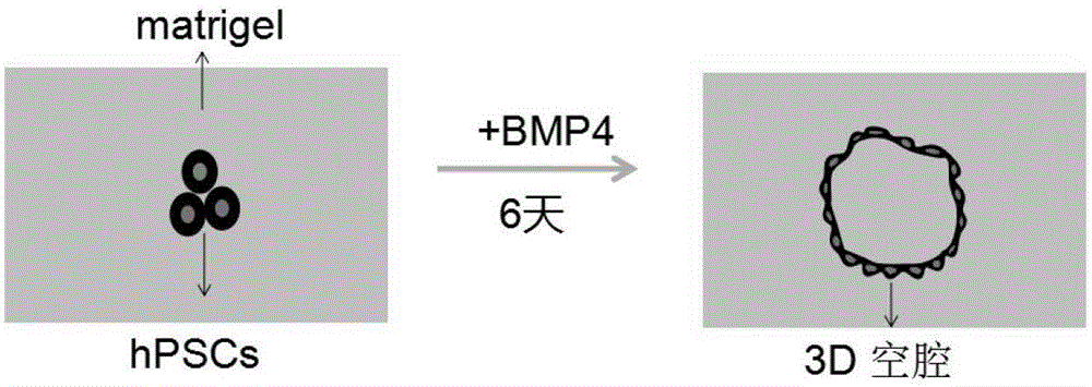 一种基于器官芯片的人早期胎盘发育模型建立方法与流程