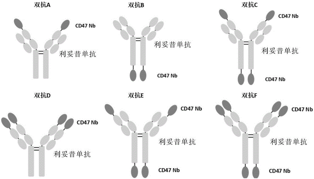 抗CD47/CD20双特异性抗体及其用途的制作方法