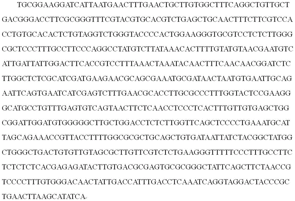 芬娜金针菇新菌株及其分子标记的引物和分子标记方法与流程