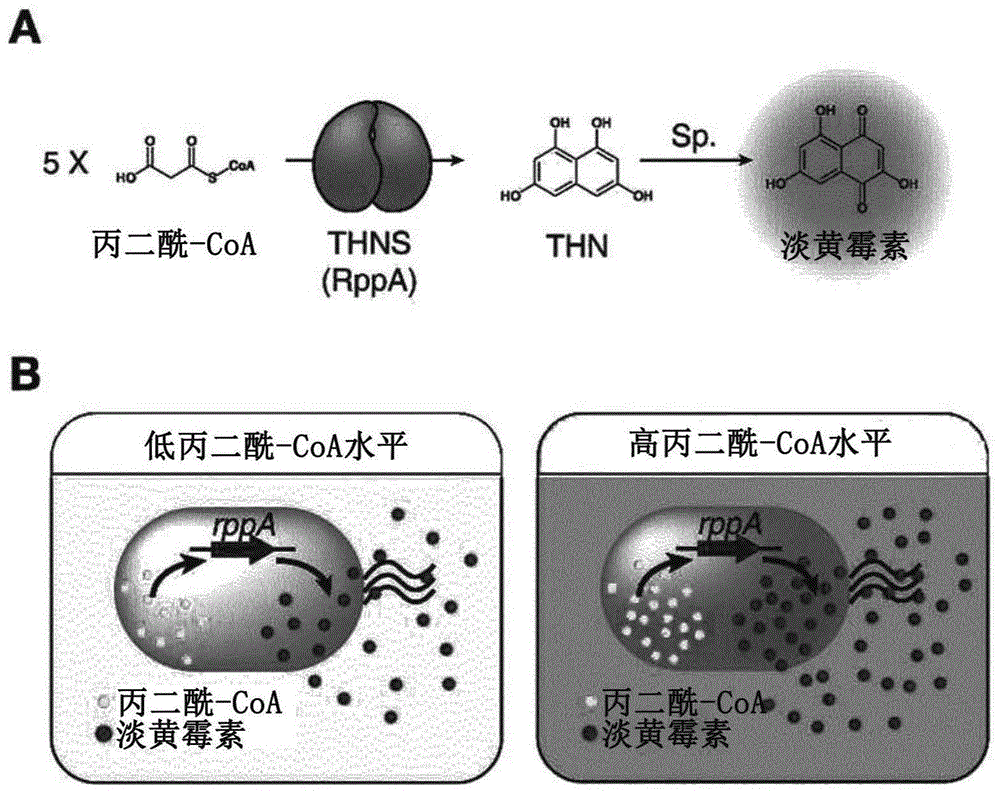 基于III型聚酮合酶的新型丙二酰-CoA生物传感器及其用途的制作方法