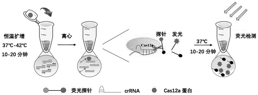 基于恒温扩增与基因编辑的核酸一步检测方法与流程