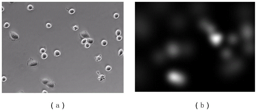 一种基于U-Net和密度估计的癌细胞图像分割方法与流程
