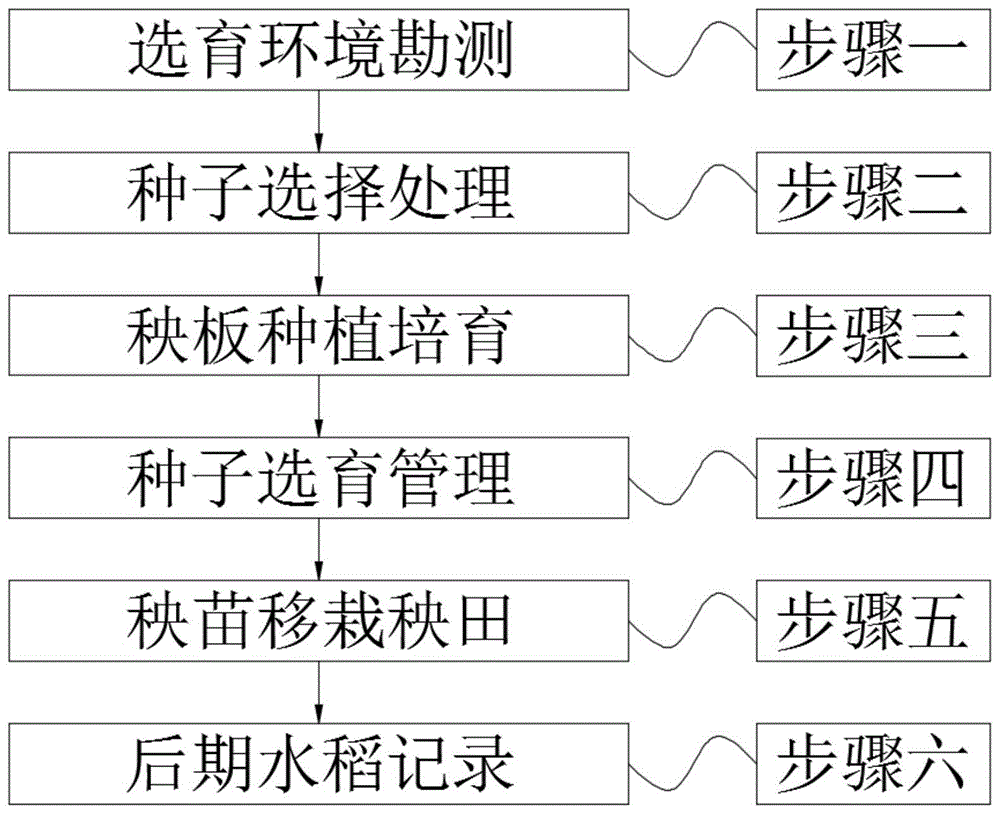 一种早熟水稻品种选育方法与流程