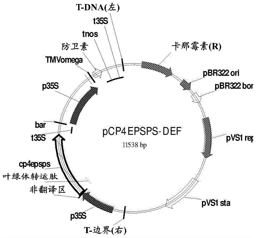 包含转基因事件CIGBDt-Def1或CIGBIs-Def5的大豆植物的制作方法