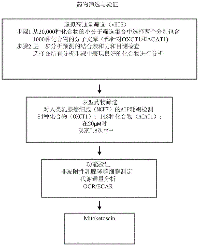 mitoketoscin：靶向癌细胞中酮代谢的基于线粒体的治疗剂的制作方法