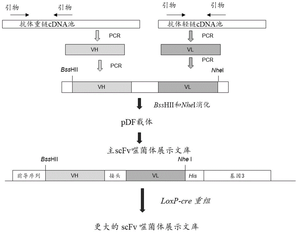 结合LAG-3的抗体及其用途的制作方法