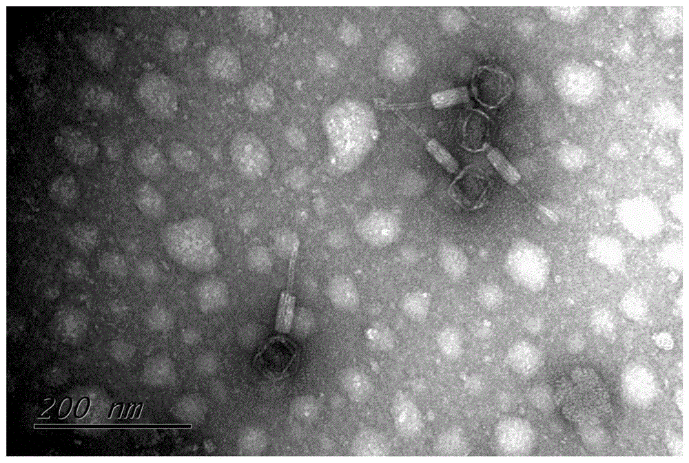 一种噬菌体透射电镜标本的制备方法与流程