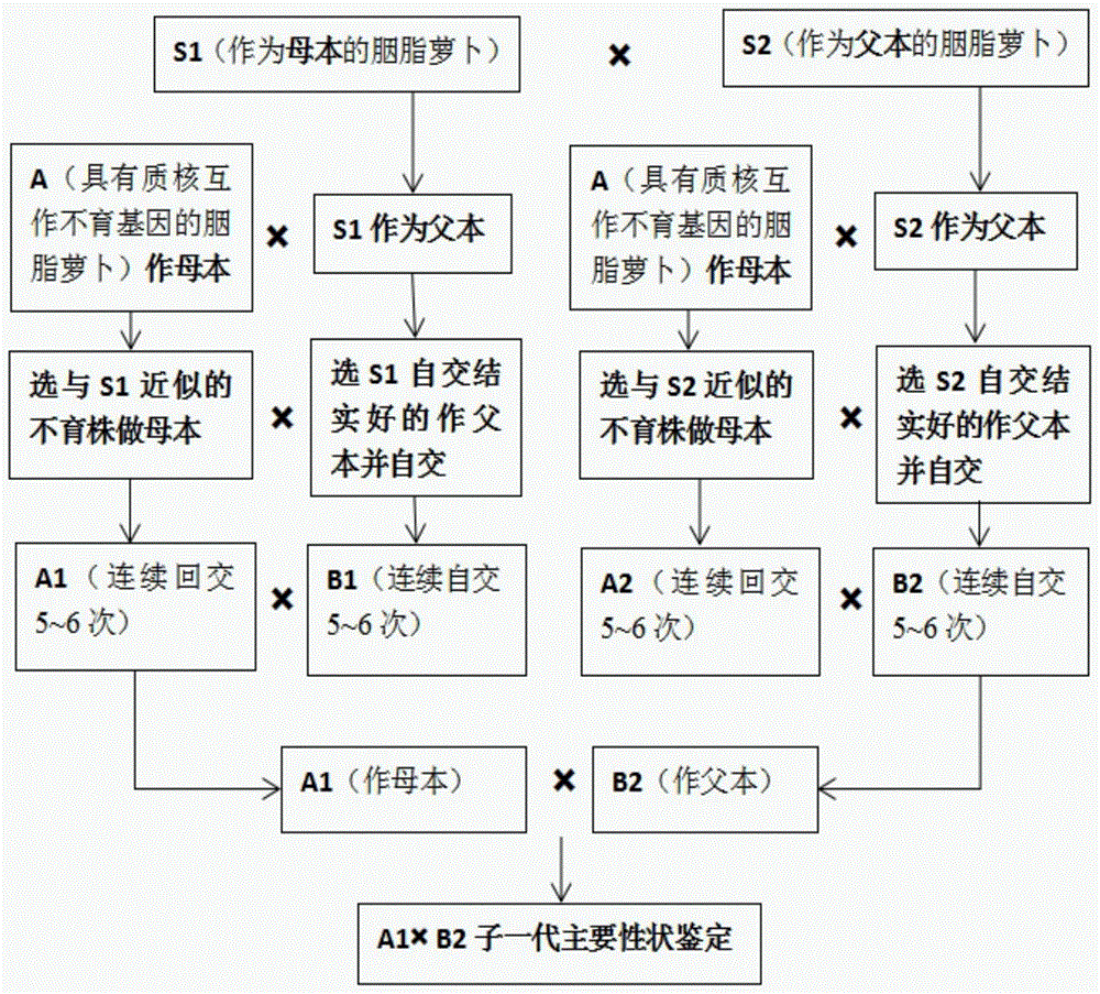 一种基于高不育性的胭脂萝卜种子培育方法与流程