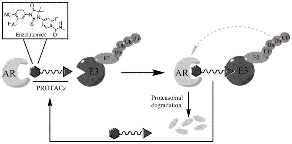 靶向雄激素受体的小分子降解剂及其制备方法与应用与流程