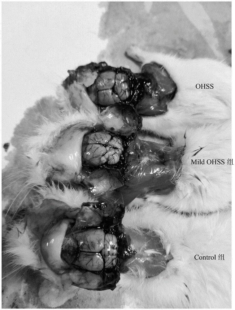 构建大鼠脑积水模型的外源激素及模型的构建方法与流程