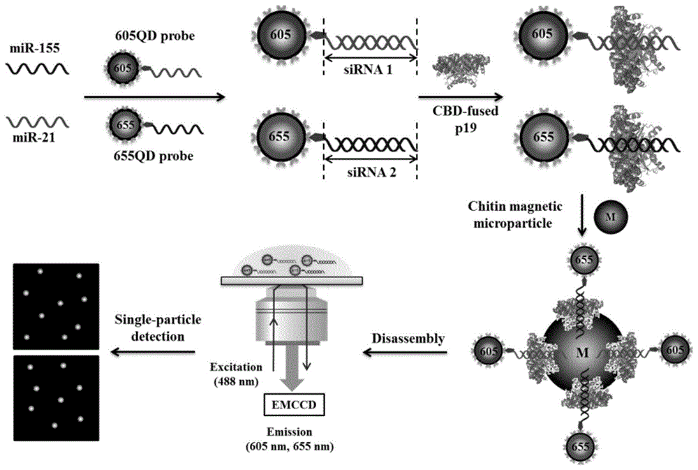 siRNA定向自组装量子点生物传感器及其检测方法和应用与流程