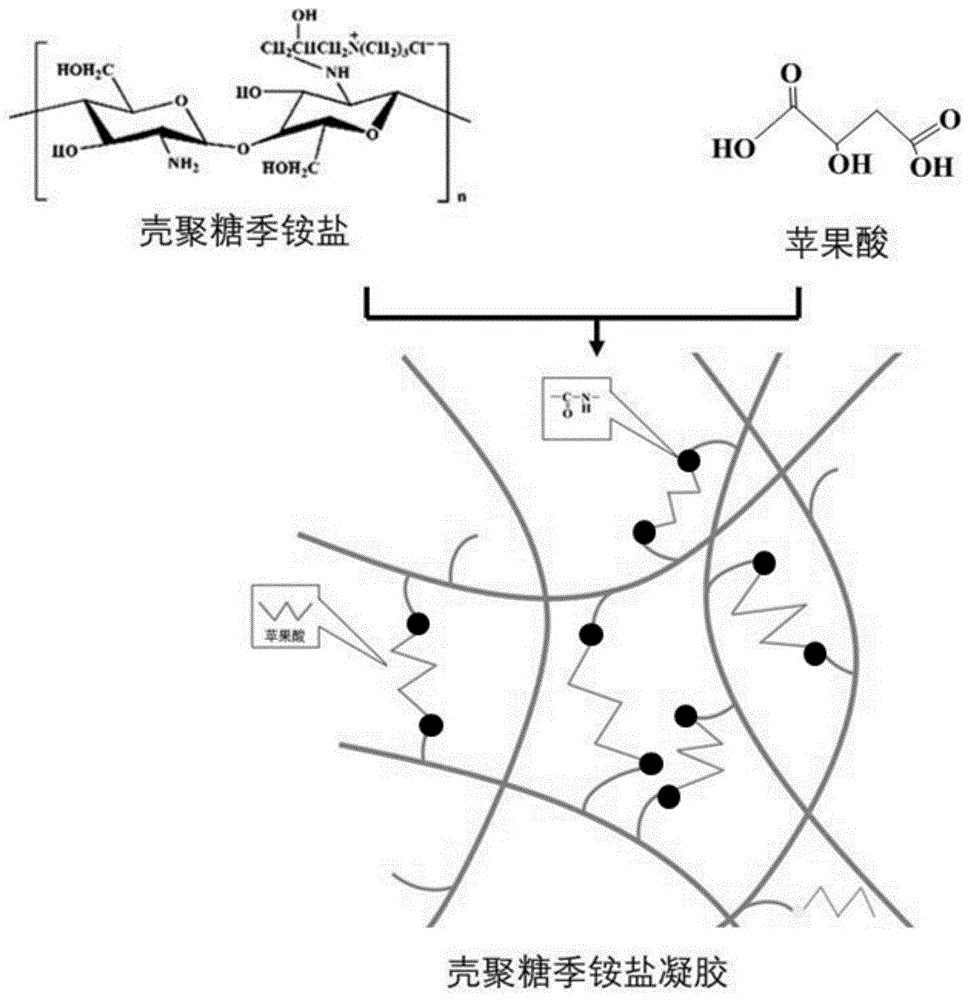 一种壳聚糖季铵盐抗菌凝胶及其制备方法与流程