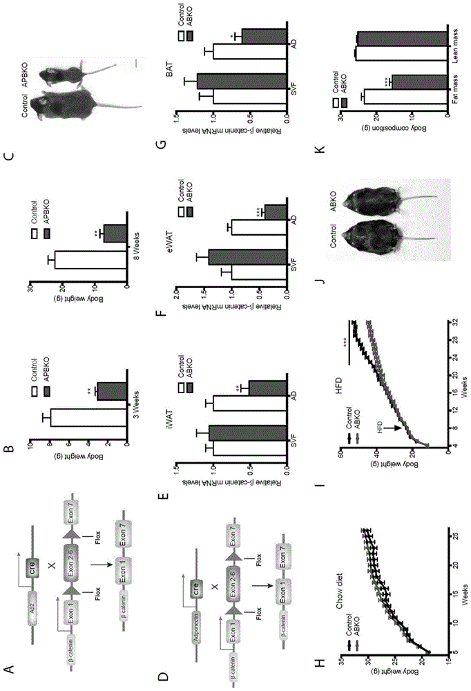 一种成熟脂肪细胞特异性β-catenin敲除小鼠的构建方法与流程