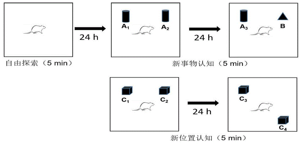 一种胎源性成年癫痫动物模型的构建方法及其用途与流程