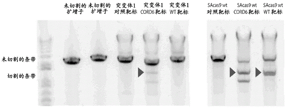 工程化的CAS9核酸酶的制作方法