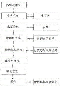 一种橄榄蛏蚌与黄颡鱼的生态立体养殖方法与流程