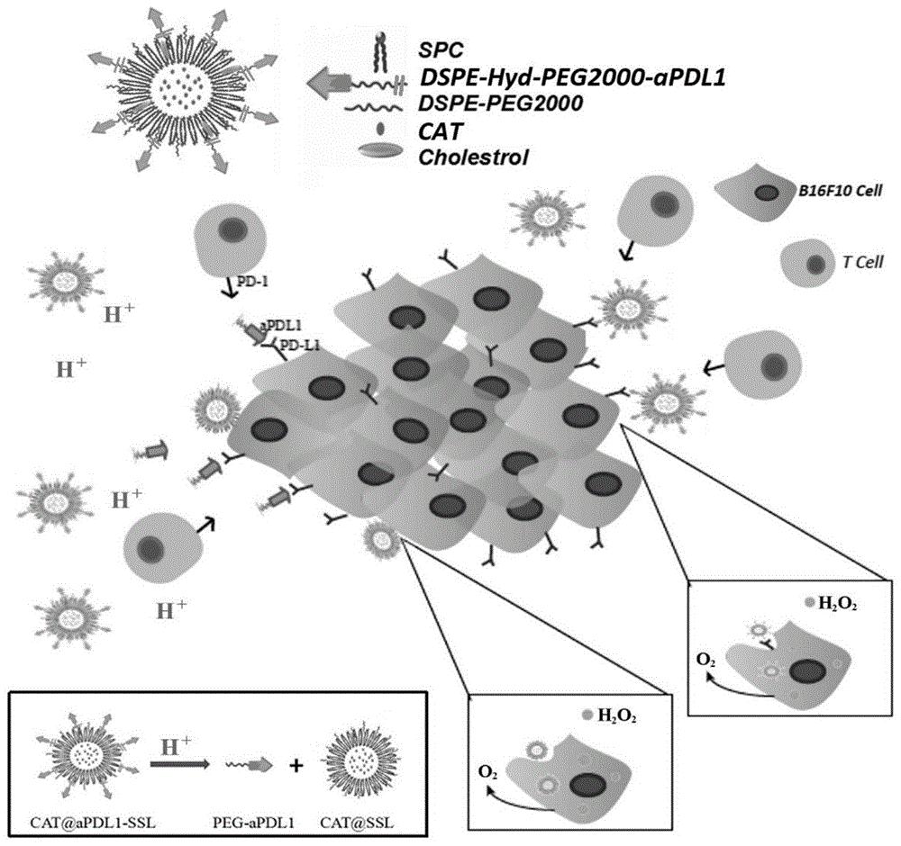 包载过氧化氢酶且连接PD-L1抗体的脂质体在制备肿瘤治疗药物的应用的制作方法