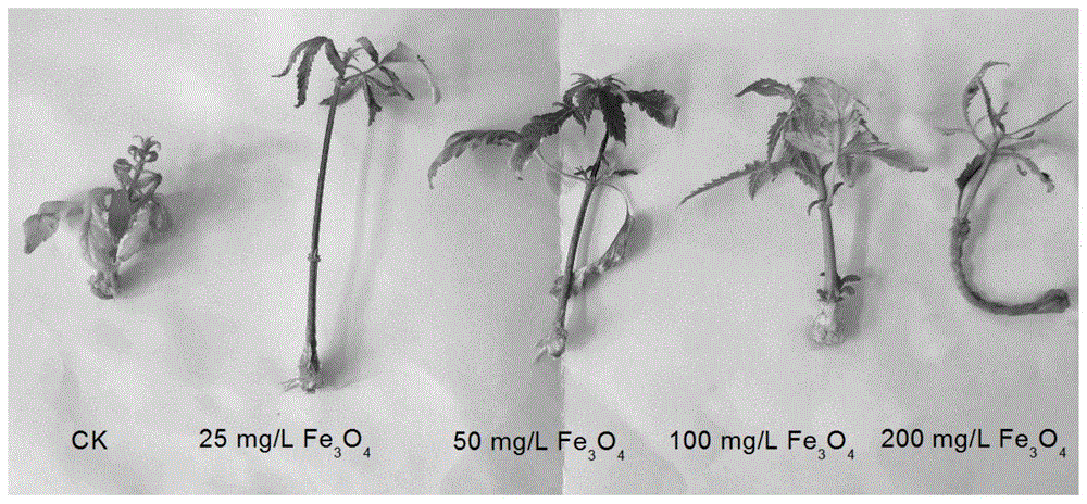 铁基纳米颗粒在促进植物茎尖生长中的应用的制作方法