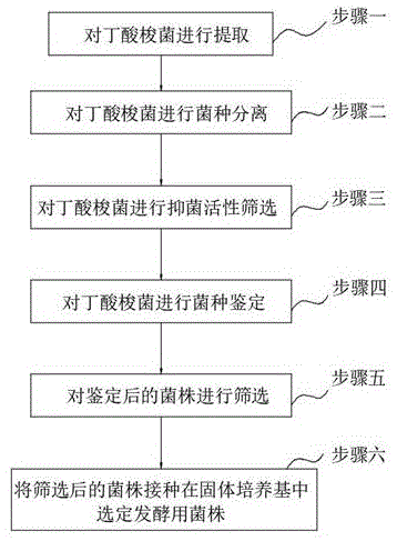 背景技术:丁酸梭菌,又名酪酸菌,丁酸梭状芽孢杆菌,丁酸菌,主要分布在