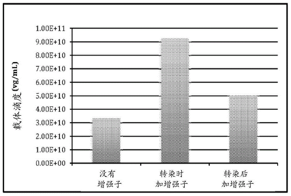 用于改进的细胞转染和/或rAAV载体生产的增强剂的制作方法