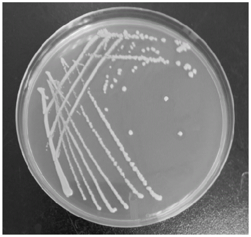 一种调节allobaculum菌的凝结芽孢杆菌的制作方法