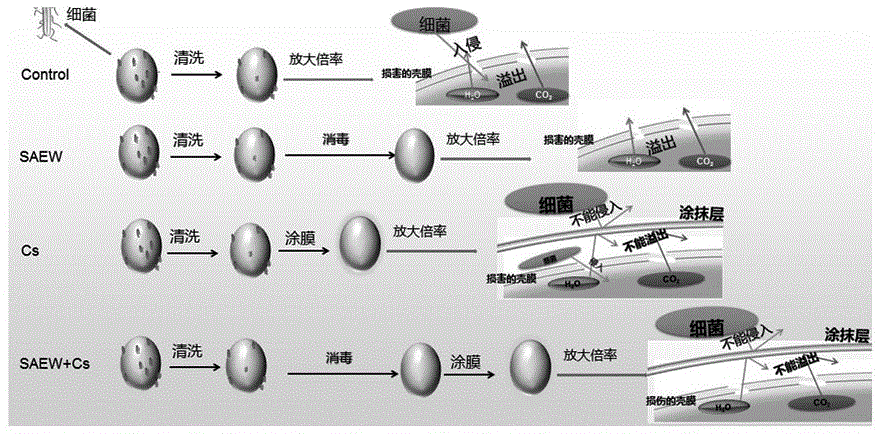 一种阻止鸡蛋贮藏期间品质降低的方法与流程