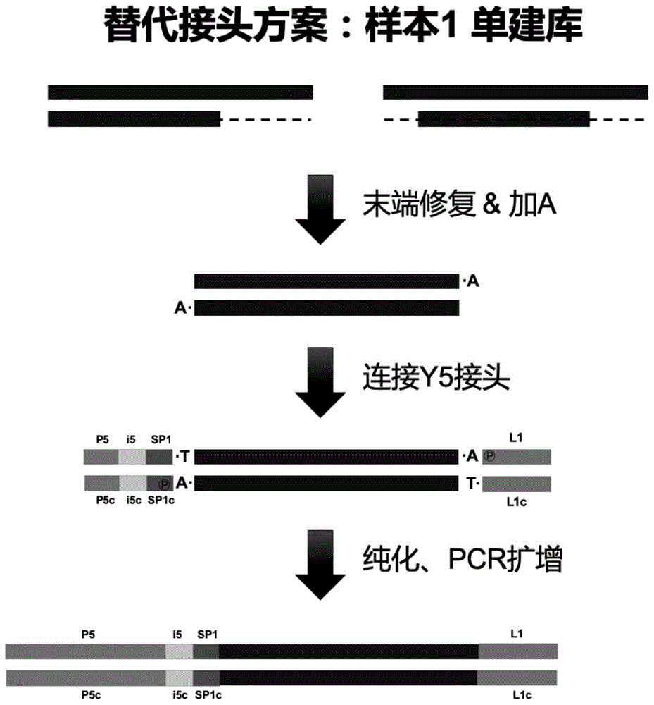 用于双样本共建测序文库的Y型接头和双样本共建测序文库的方法与流程