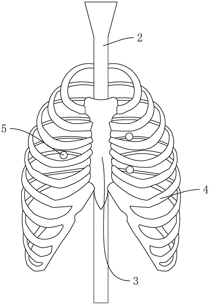 肺部穿刺训练模型及具有该模型的训练装置的制作方法