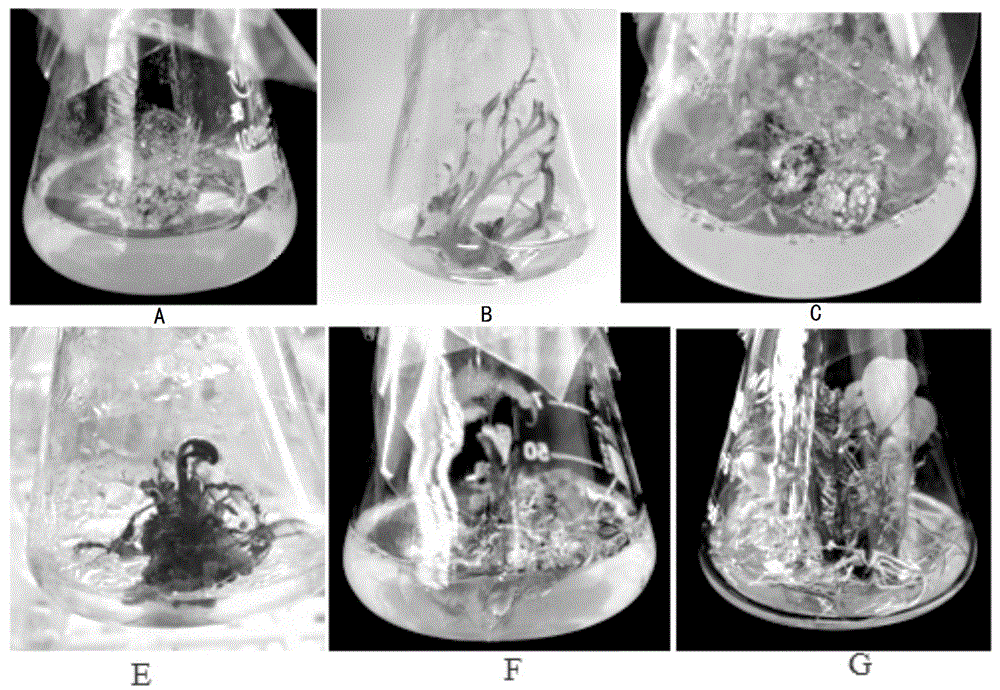 一种二倍体野生甘薯Ipomoea.trifida植株再生体系构建方法与流程
