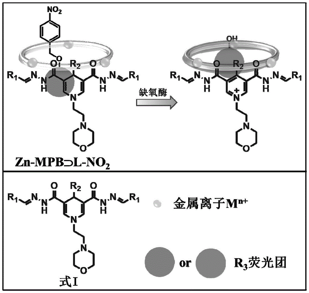 辅因子-底物探针平台用于肿瘤缺氧相关酶的快速定量检测的制作方法