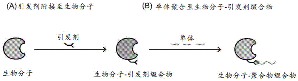 生物分子-聚合物缀合物的高通量合成的制作方法