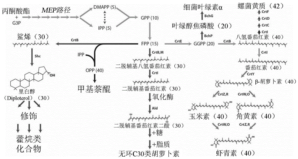 微生物体中异源类胡萝卜素的产生的制作方法