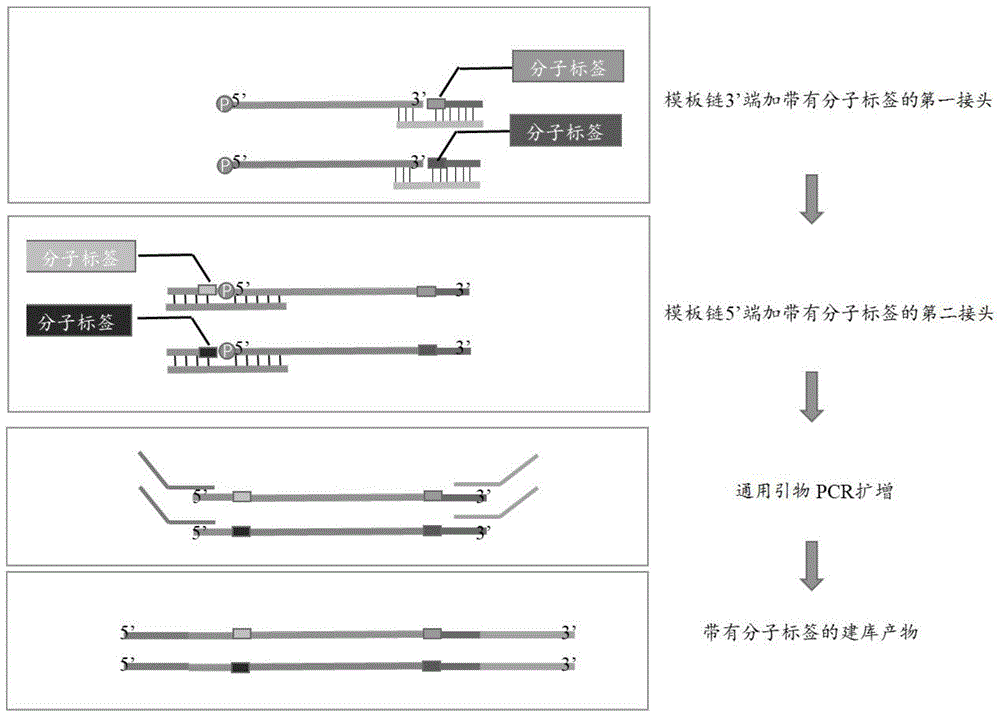 一种带有分子标签的单链建库方法和接头组合、试剂盒与流程