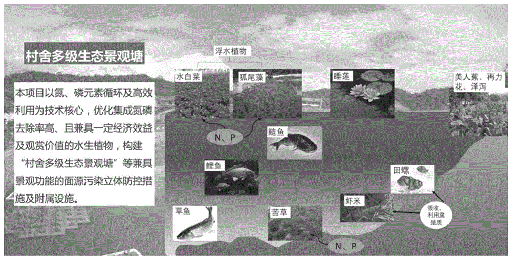 一种水体氮磷资源化利用的村落生态景观塘系统的制作方法