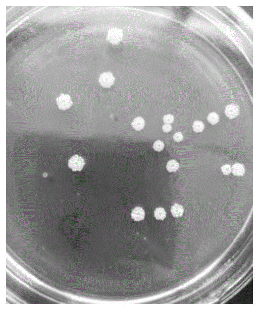 一种解磷菌YMK-WSW01及其应用的制作方法