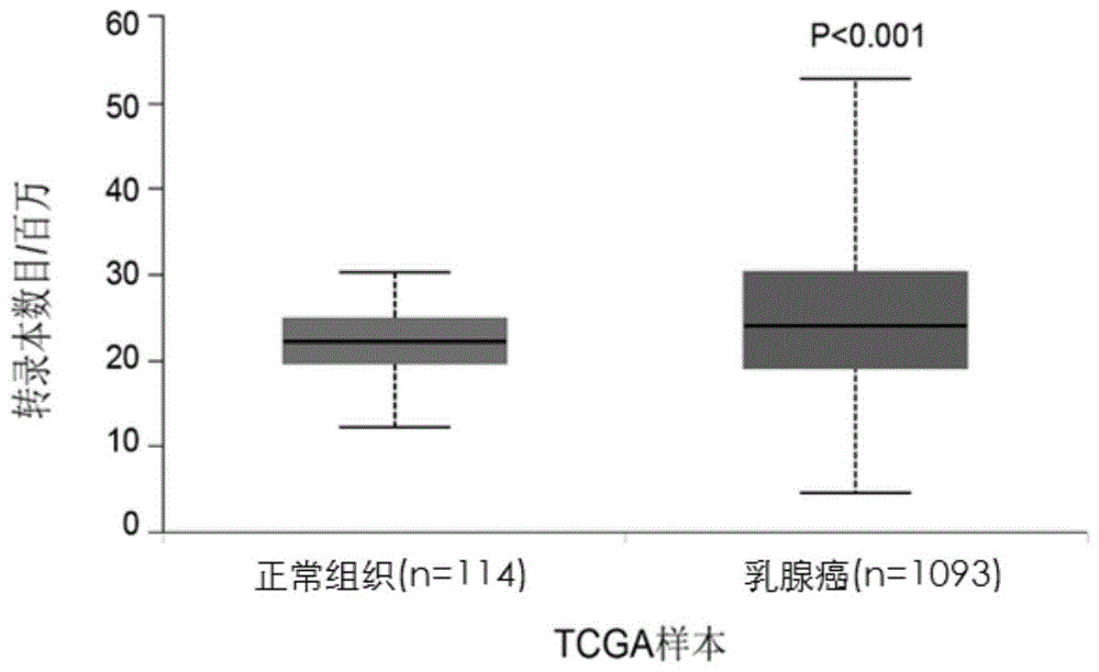 检测TM2结构域蛋白2表达水平的试剂的应用和试剂盒的制作方法