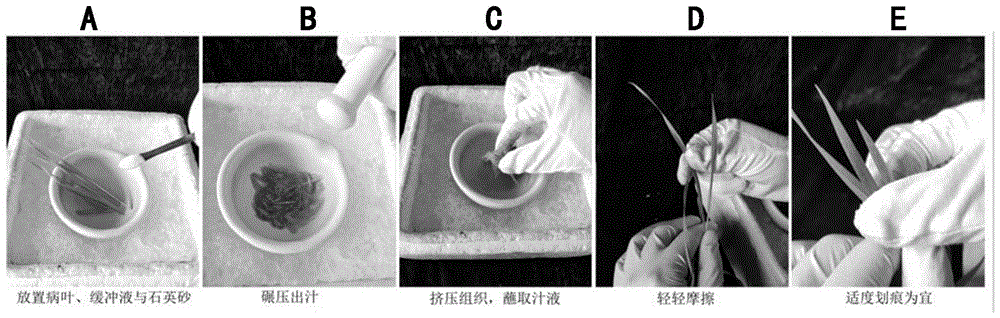 一种大麦黄花叶病病毒的幼苗叶片快速接种方法与流程